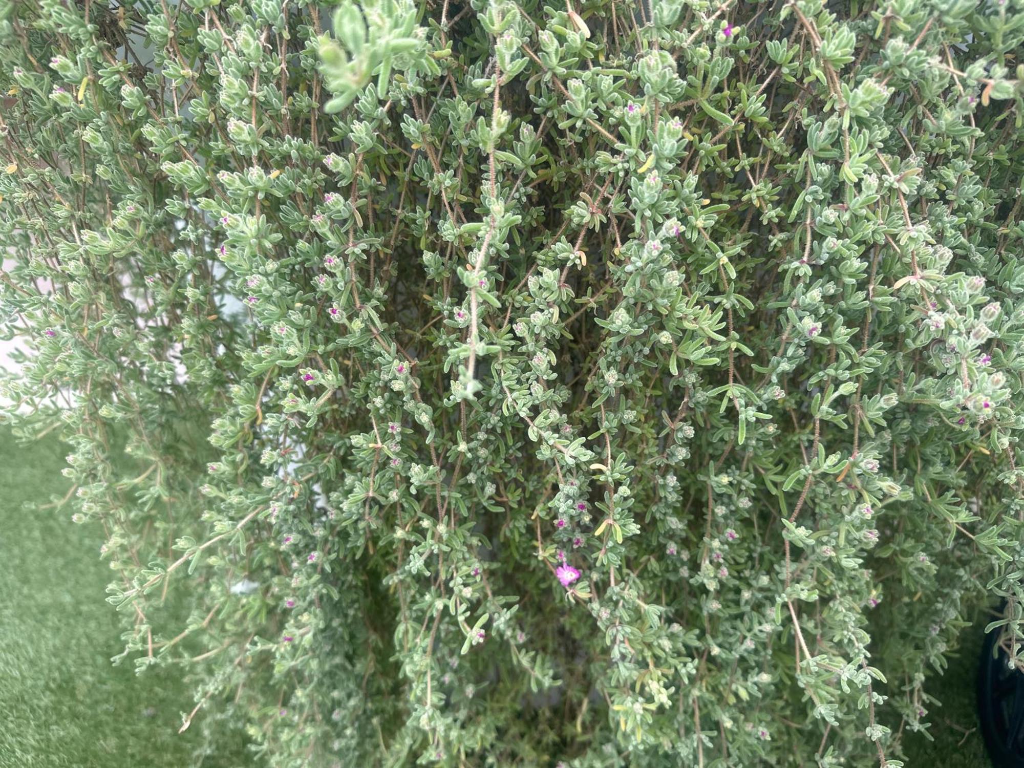 Maria House With Private Garden אולביה מראה חיצוני תמונה